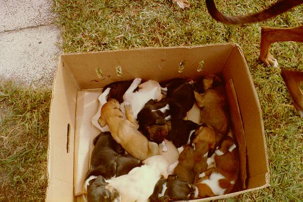 Puppies!!